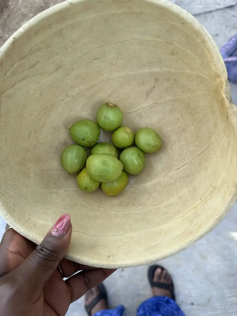 shea fruit