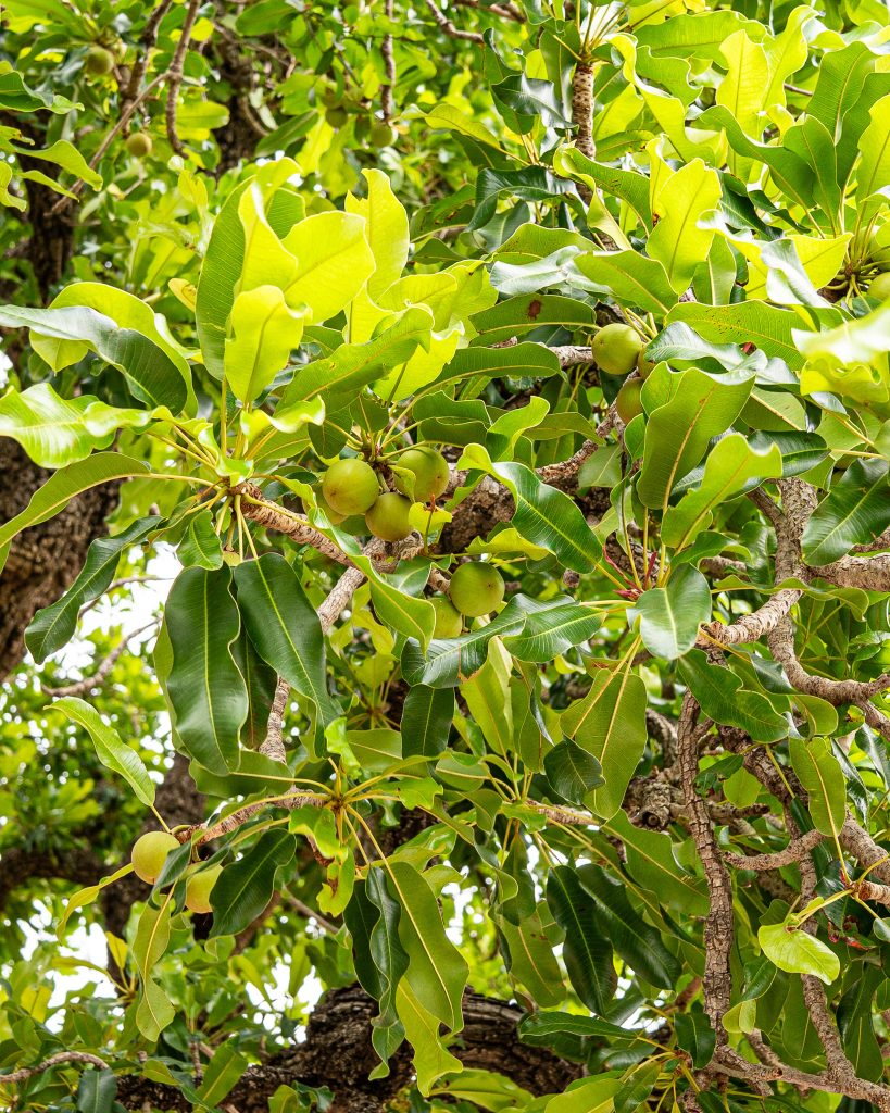 shea fruit